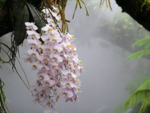 приворот на орхидею