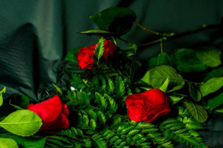 Приворот на папоротник и розы