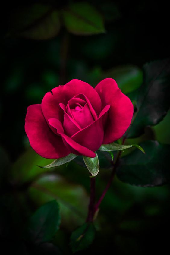 Приворот на розу шафран и амбру